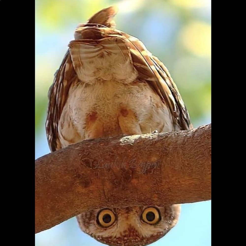 Meet your Posher, Adrianne